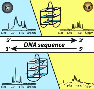 DNA序列方向性对G-四链体折叠的影响,Angewandte Chemie International Edition - X-MOL