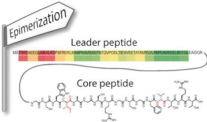 A Lanthipeptide‐like N‐Terminal Leader Region Guides Peptide ...