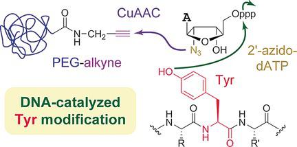 DNA‐Catalyzed Introduction of Azide at Tyrosine for Peptide ...