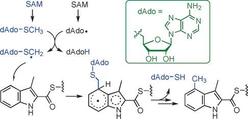 C类自由基S-腺苷甲硫氨酸甲基转移酶NosN的催化机理,Angewandte Chemie International Edition - X-MOL