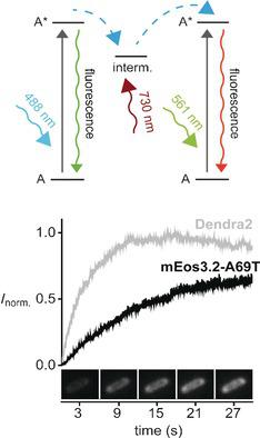 Mkikgr A General Mechanism of Photoconversion of Green‐to‐Red Fluorescent ...