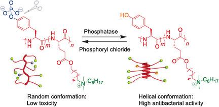 Bacteria‐Assisted Activation Of Antimicrobial Polypeptides By A Random ...