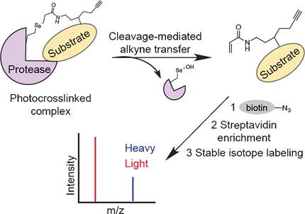 Quantitative and Comparative Profiling of Protease Substrates through a ...