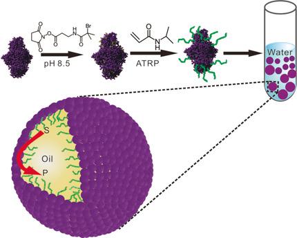 Enzyme–Polymer Conjugates As Robust Pickering Interfacial Biocatalysts ...