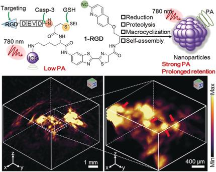 A Photoacoustic Probe for the Imaging of Tumor Apoptosis by Caspase ...
