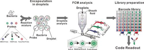 Stochastic DNA Walkers in Droplets for Super-Multiplexed Bacterial