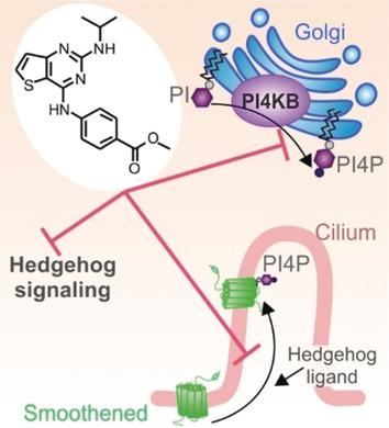 发现针对 PI4KIIIß 的 Hedgehog 通路抑制剂 Pipinib。,Angewandte Chemie International ...