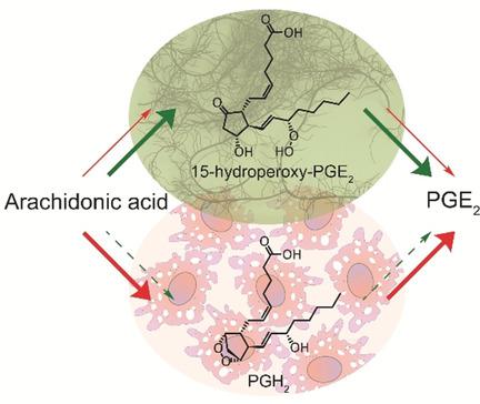 15-Hydroperoxy-PGE2 : Intermediate in Mammalian and Algal Prostaglandin ...