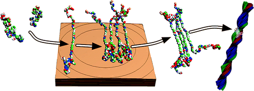 In Vitro Formation of Amyloid from α-Synuclein Is Dominated by ...