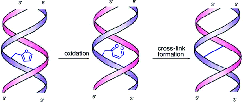 Crew Link Rearrangement Unprecedented C-Selective Interstrand Cross-Linking throughin ...