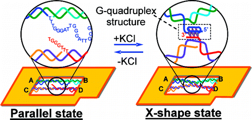 DNA 纳米结构中 G-四链体动态构象转换的可视化,Journal of the American Chemical Society - X-MOL