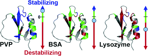 Protein Crowding Tunes Protein Stability,Journal Of The American ...