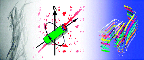Aβ40原纤维的新结构模型,Journal of the American Chemical Society - X-MOL