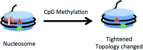 Effects of DNA Methylation on the Structure of Nucleosomes,Journal of ...