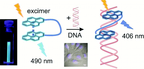 A Molecular Peptide Beacon for the Ratiometric Sensing of Nucleic Acids ...