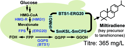 Modular Pathway Engineering of Diterpenoid Synthases and the Mevalonic ...