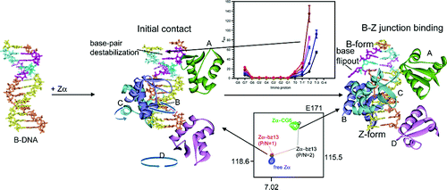 NMR Study on the B–Z Junction Formation of DNA Duplexes Induced by Z ...