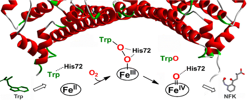Chemical Rescue of the Distal Histidine Mutants of Tryptophan 2,3 ...