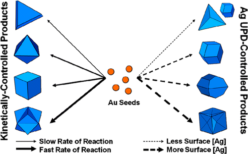 Defining Rules for the Shape Evolution of Gold Nanoparticles,Journal of ...
