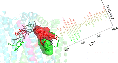 Coherent Picosecond Exciton Dynamics in a Photosynthetic Reaction ...