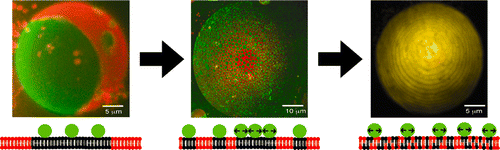 膜结合蛋白之间的空间压力阻碍脂质相分离,Journal of the American Chemical Society XMOL
