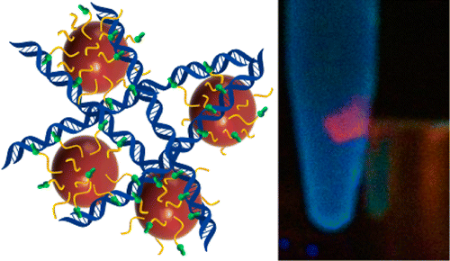 磁致发光光开关 – DNA 检测的双模态,Journal of the American Chemical Society - X-MOL
