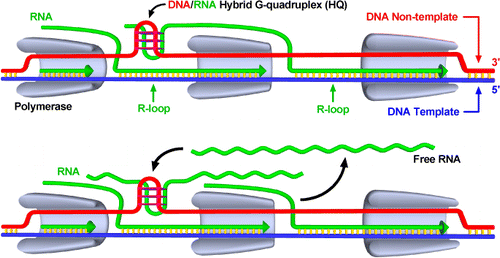DNA 的机制和操作：RNA 杂合 G-四链体形成在富含 G 的 DNA 转录中,Journal of the American ...