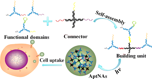 Building a Multifunctional Aptamer-Based DNA Nanoassembly for Targeted ...