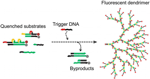 用于非线性杂交链反应的荧光 DNA 树枝状聚合物的无发夹链分支生长,Journal of the American Chemical ...
