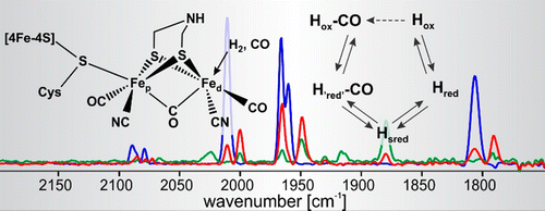 New Redox States Observed in [FeFe] Hydrogenases Reveal Redox Coupling ...