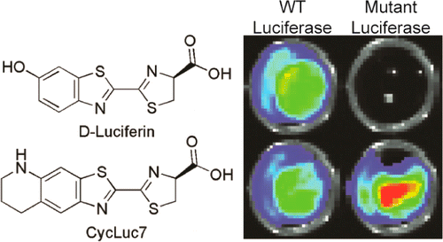 Aminoluciferins Extend Firefly Luciferase Bioluminescence into the Near ...
