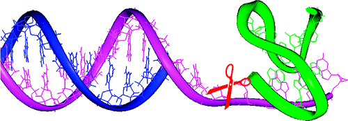 通过 G-四链体形成进行人端粒 DNA 序列特异性切割,Journal of the American Chemical Society ...