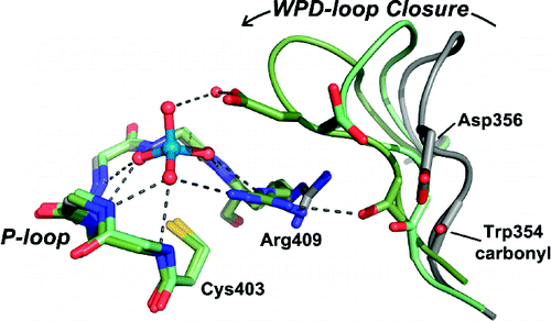 Impaired Acid Catalysis by Mutation of a Protein Loop Hinge Residue in ...