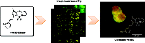 Synthesis Of A BODIPY Library And Its Application To The Development Of ...