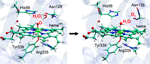 world of biochemistry (blog about biochemistry):... The Molecular Mechanism of the Catalase Reaction,Journal of the ...
