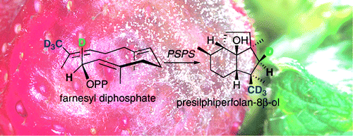 Biosynthesis of the Sesquiterpene Botrydial inBotrytis cinerea ...