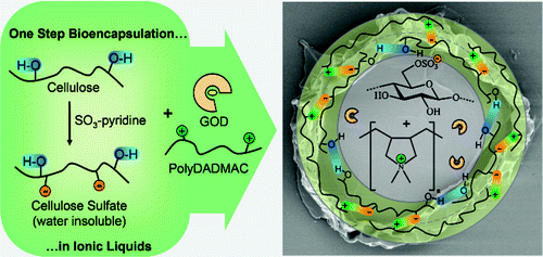 Polyelectrolyte Synthesis andin SituComplex Formation in Ionic Liquids ...