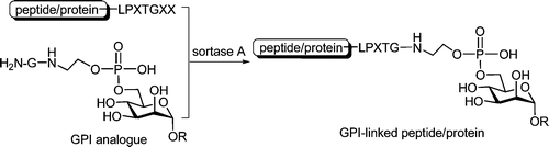 Sortase A Sortase A-Catalyzed Transpeptidation of Glycosylphosphatidylinositol ...