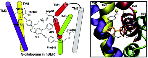 The Two Enantiomers of Citalopram Bind to the Human Serotonin ...