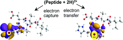 The Histidine Effect. Electron Transfer and Capture Cause Different ...