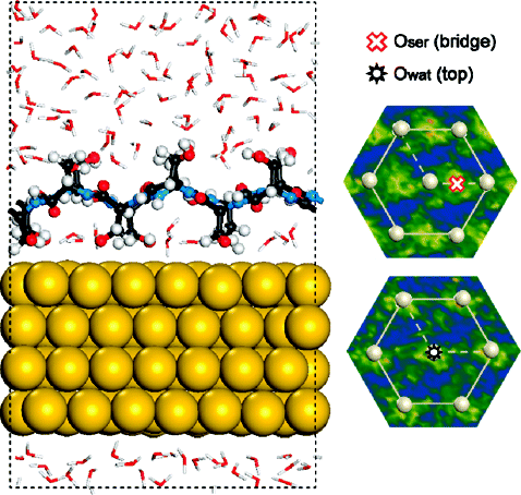 Hydroxyl-Rich β-Sheet Adhesion to the Gold Surface in Water by First ...