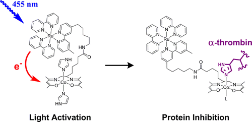 Файл:Factor XIII activation via thrombin.svg