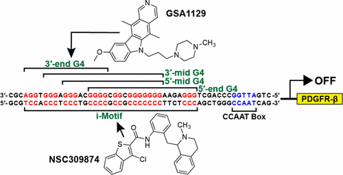The Consequences of Overlapping G-Quadruplexes and i-Motifs in the ...
