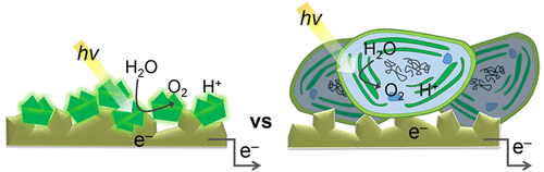 光系统 II 体外 与 体内 的光电化学,Journal of the American Chemical Society - X-MOL