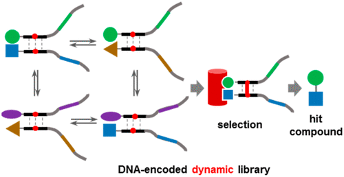 DNA-Encoded Dynamic Chemical Library and Its Applications in Ligand ...