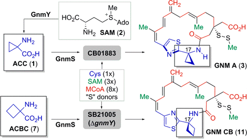 discovery-and-characterization-of-1-aminocyclopropane-1-carboxylic-acid