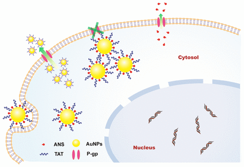 Anticancer activity phd thesis