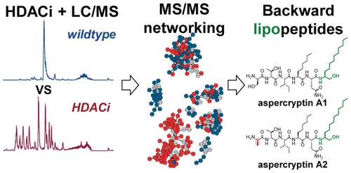 New Aspercryptins Lipopeptide Natural Products Revealed By Hdac Inhibition In Aspergillus Nidulans Acs Chemical Biology X Mol