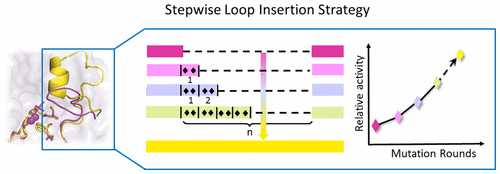 Stepwise Loop Insertion Strategy for Active Site Remodeling to Generate ...