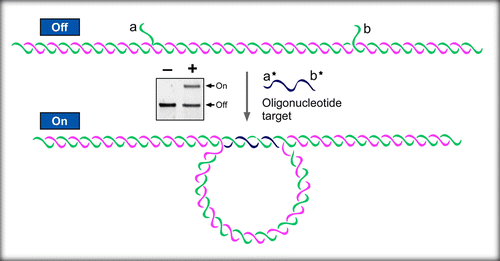 Programmable DNA Nanoswitches for Detection of Nucleic Acid Sequences ...